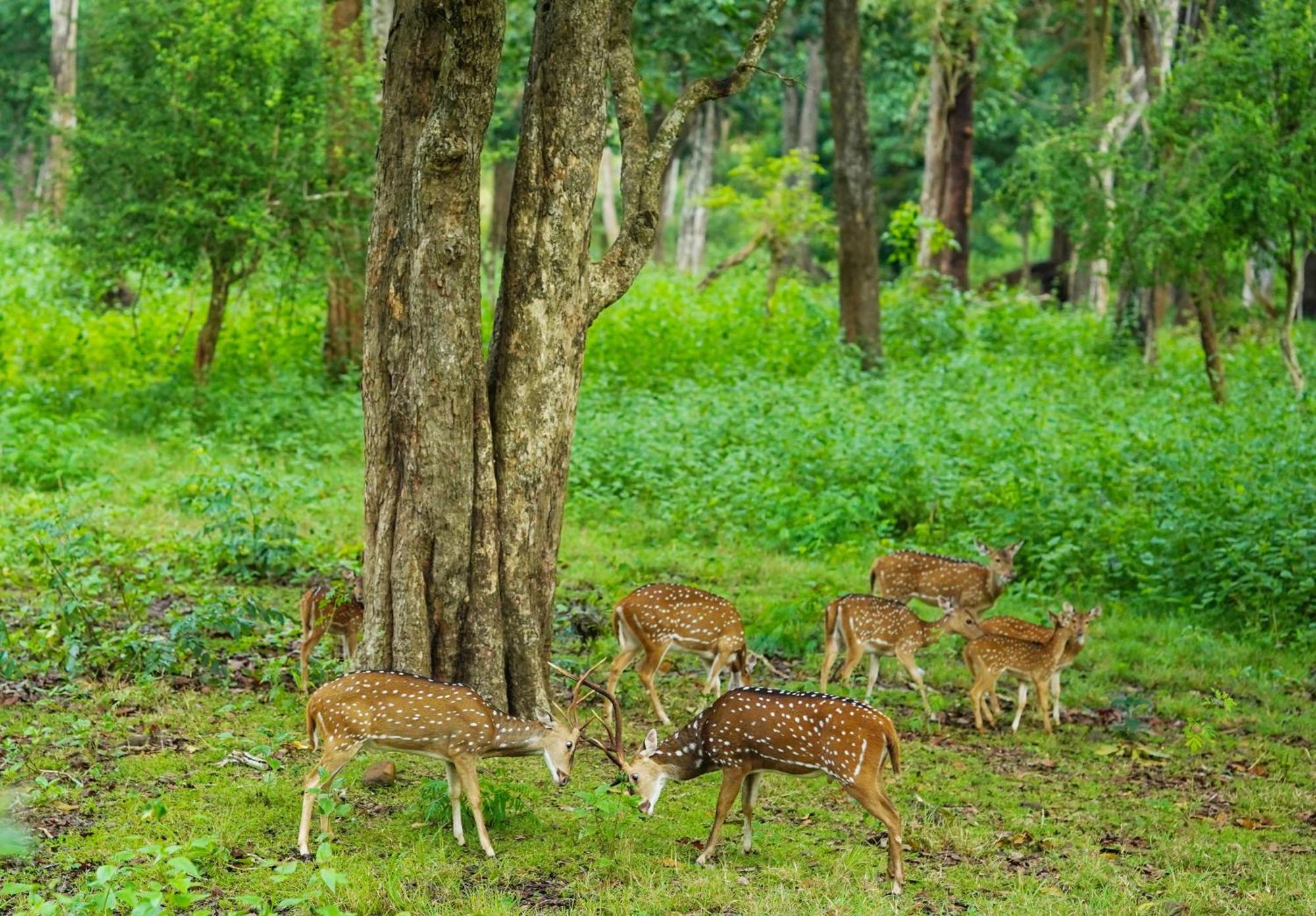 Kuruva Island Resort And Spa - By KABINI BREEZE, Wayanad Mananthavady Dış mekan fotoğraf